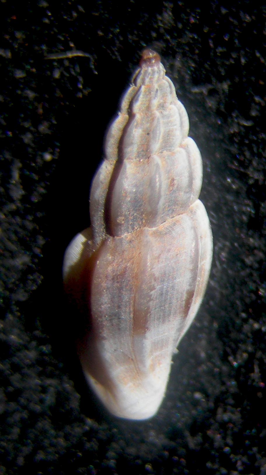 mangelia caerulans??